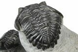 Cluster Of Three Trilobites (Hollardops & Austerops) - Ofaten, Morocco #365714-13